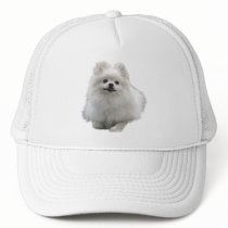 Dog Hats