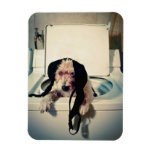 Dog helping out with the wash magnets