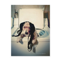 Dog helping out with the wash postcards