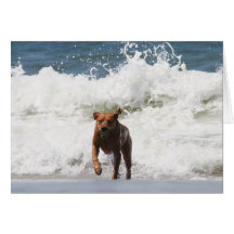 Dog - Here I Come... Cards