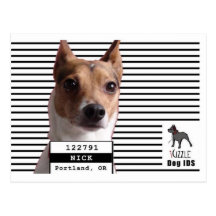 Dog IDS Postcard Nick Mug Shot