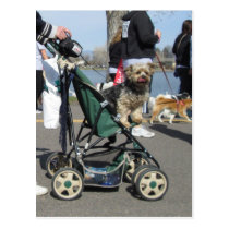 Dog in Baby Carriage Postcard postcards