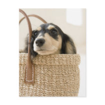 Dog in basket post card