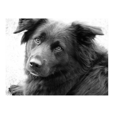 Dog in black and white poster by iiiyaaa