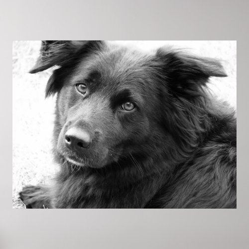 Dog in black and white print