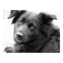Dog in black and white posters