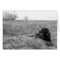 Dog in Field Card