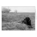 Dog in Field cards