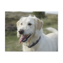 Dog in heath land. postcards