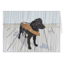 Dog in the Rain Card
