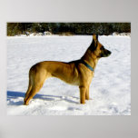 Dog in the snow print