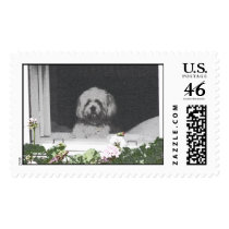 dog in window postage