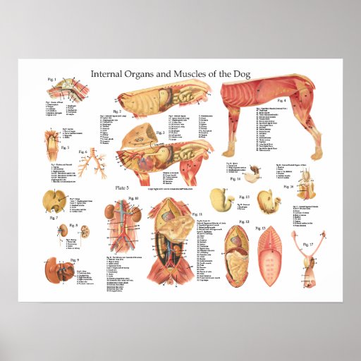 Dog Internal Organ Anatomy Poster Chart | Zazzle