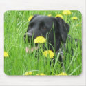 DOG LABRADOR RETRIEVER BLACK mousepads by Sofia_Youshi DOG LABRADOR RETRIEVER BLACK mousepads