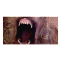 DOG laughing photo cards