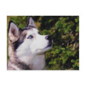 Dog Lookin Upward postcards by MerryRose Dog Lookin Upward postcards