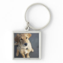 Dog looking up, close-up key chain