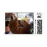 Dog Love Postage Stamp Dog Love Postage Stamp