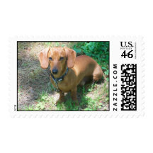 Dog lover postage