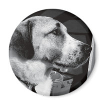 dog magnets