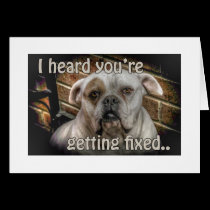 dog Neutering get well card cards