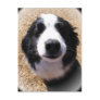 Dog Nose Postcards