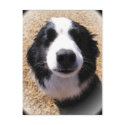Dog Nose Postcards
