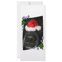 Dog Nose Wearing Santa hat, black lab mix Customized Rack Card