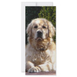 Dog on Guard rack cards