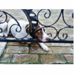 Dog On Iron Hand Work Photo Sculpture