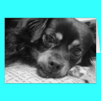 dog on pillow cards