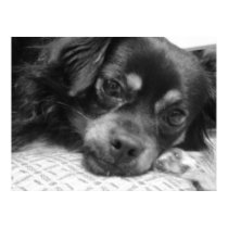 dog on pillow posters