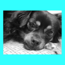 dog on pillow posters