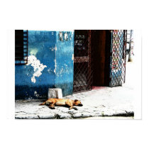 Dog On Sidewalk posters