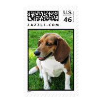 Dog on Stamp