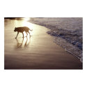 Dog on the beach at sunset posters by ambrosebrown Dog on the beach at sunset posters