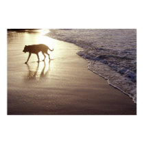 Dog on the beach at sunset posters by ambrosebrown Dog on the beach at sunset posters