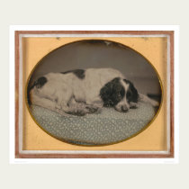 Dog owned by Sheldon Nichols (39986) posters by Bancroft Dog owned by Sheldon Nichols (39986) posters