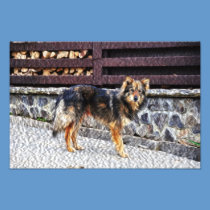 Dog painting photography