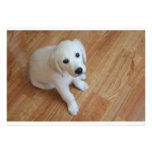 Dog party invitation invitations