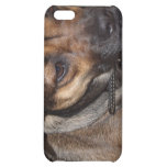 Dog Photo iPhone Case Cover For iPhone 5C