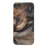 Dog Photo iPhone Case iPhone 5/5S Cover