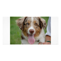 dog photocard photo card template
