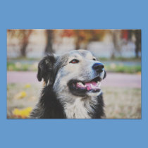 Dog photography