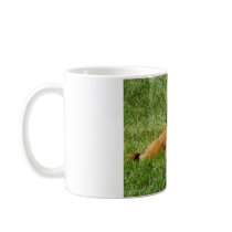 dog,pitbull/boxer mix mugs