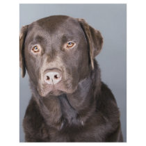 dog portrait letterhead