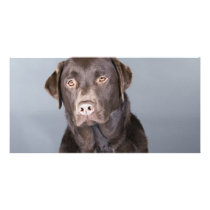 dog portrait photo cards