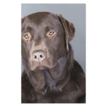 dog portrait stationery