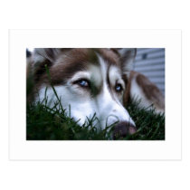 dog postcards