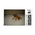 dog postage